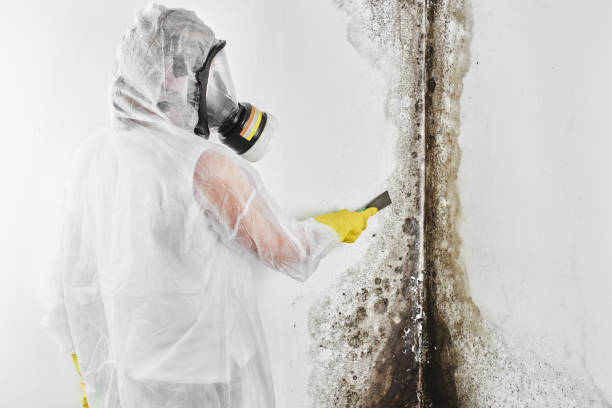 Best Emergency Mold Remediation in Yucos, CA