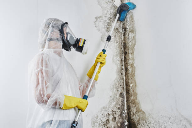 Best Kitchen Mold Remediation in Yucos, CA